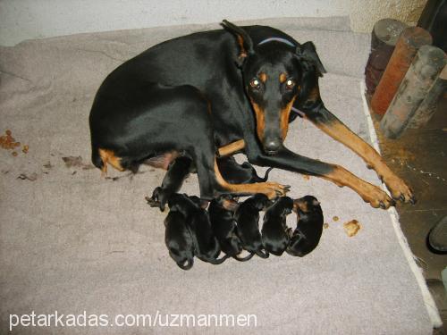 Linyda Dişi Doberman Pinscher