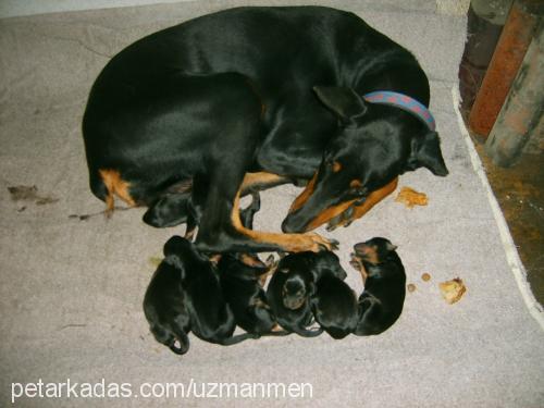 Linyda Dişi Doberman Pinscher