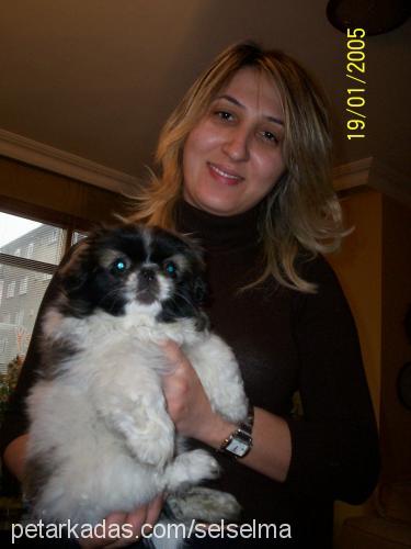 marshall ve çak Erkek Pekingese