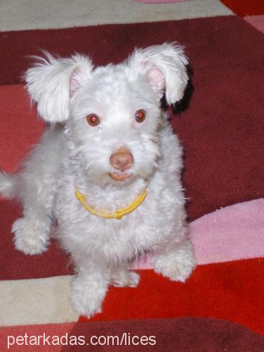 daisy Dişi Maltese