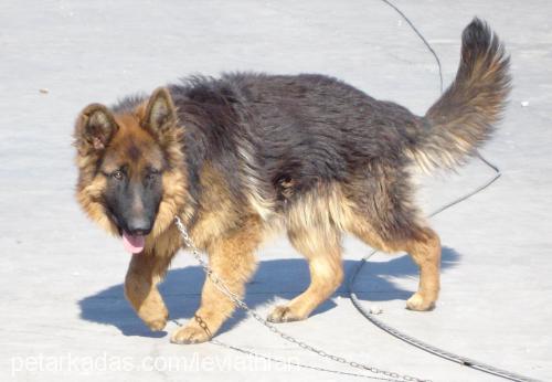 Zeus Erkek Alman Çoban Köpeği