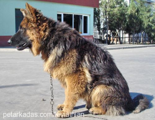 Zeus Erkek Alman Çoban Köpeği