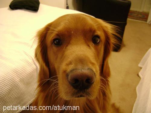 LEON Erkek Golden Retriever