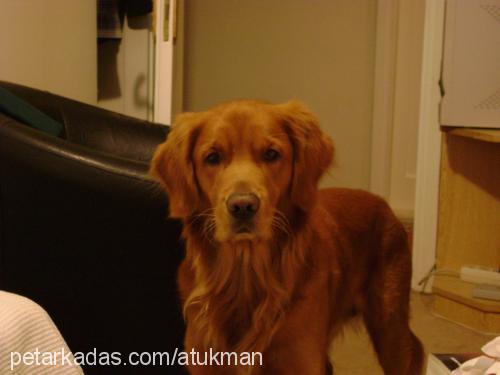 LEON Erkek Golden Retriever