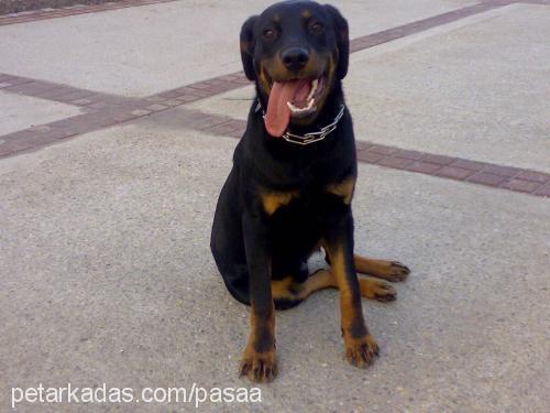 PASHA Erkek Rottweiler