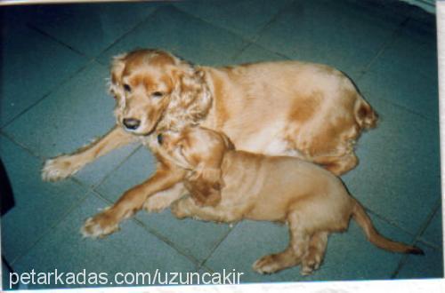 KUKİ (KAYIP) Erkek İngiliz Cocker Spaniel