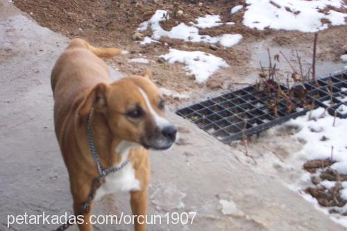 rima Dişi Amerikan Staffordshire Terrier