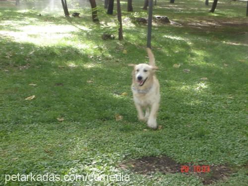 Lokum Erkek Golden Retriever