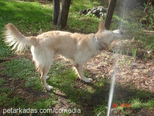 Lokum Erkek Golden Retriever