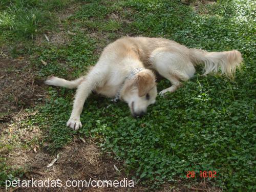 Lokum Erkek Golden Retriever