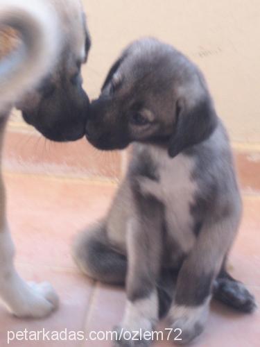 şila Dişi Kars Çoban Köpeği