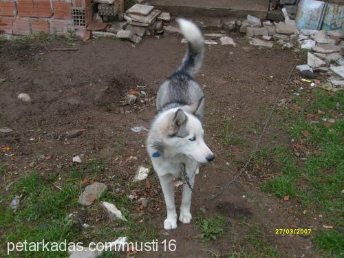 LADY  Dişi Sibirya Kurdu (Husky)