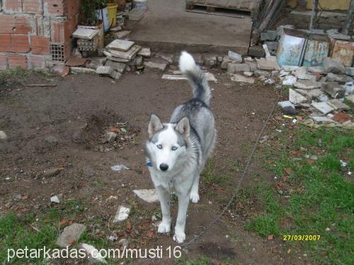 LADY  Dişi Sibirya Kurdu (Husky)