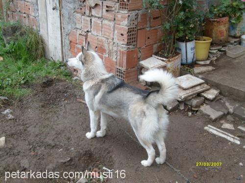 LADY  Dişi Sibirya Kurdu (Husky)