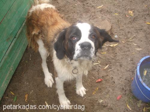 lily Dişi St. Bernard (Saint Bernard)