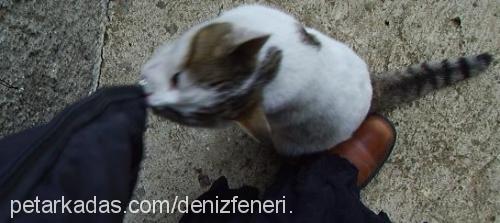 Şanslı Dişi Tekir Kedi