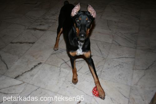 daİsy Dişi Doberman Pinscher