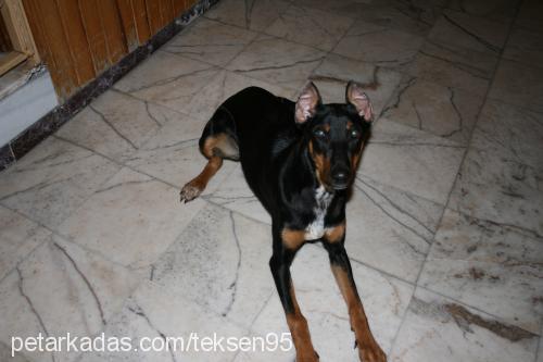 daİsy Dişi Doberman Pinscher