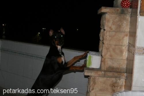 daİsy Dişi Doberman Pinscher