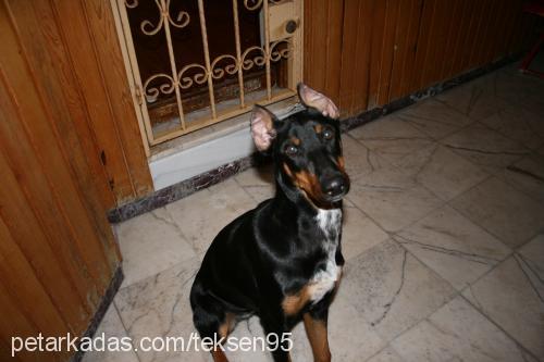 daİsy Dişi Doberman Pinscher