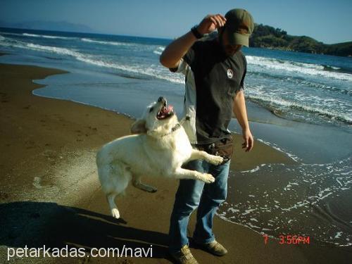 daisy Dişi Golden Retriever