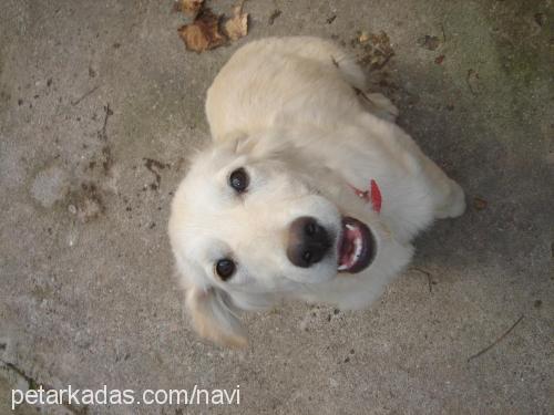 daisy Dişi Golden Retriever