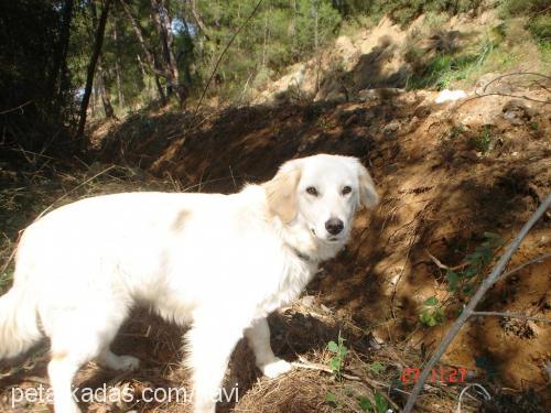 daisy Dişi Golden Retriever