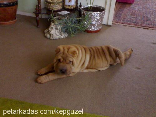 kırışık Erkek Çin Shar-Pei