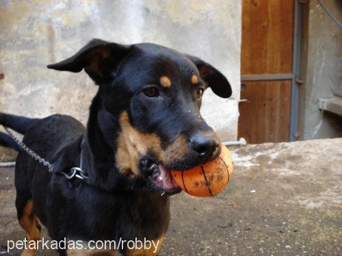 robby Erkek Rottweiler