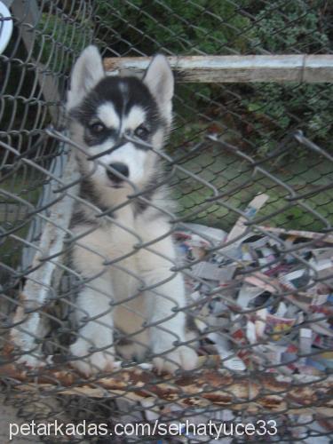 angel Dişi Sibirya Kurdu (Husky)