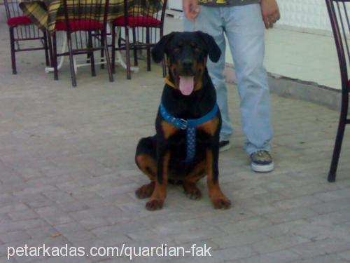 Lucy Dişi Rottweiler