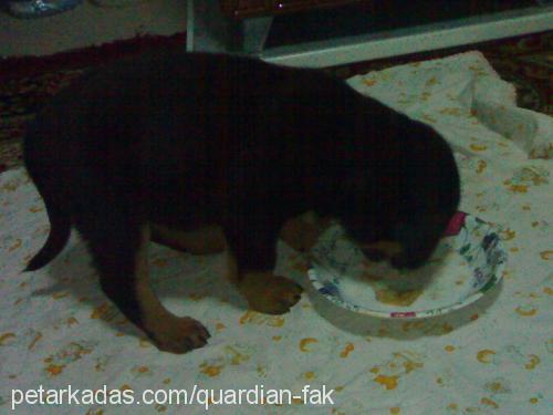 Lucy Dişi Rottweiler