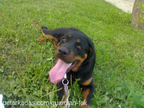 Lucy Dişi Rottweiler