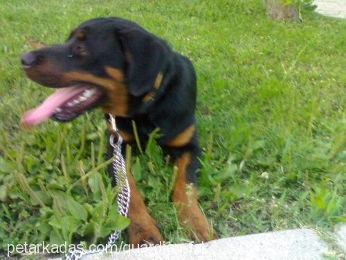 Lucy Dişi Rottweiler