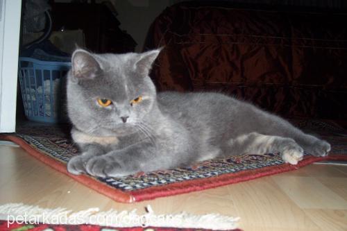 gümüş Dişi British Shorthair