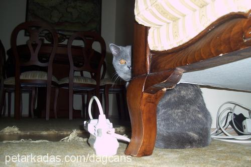 gümüş Dişi British Shorthair