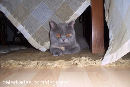 gümüş Dişi British Shorthair