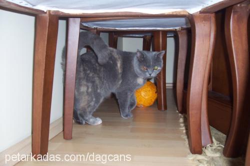 gümüş Dişi British Shorthair