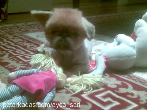 odi Erkek Pekingese