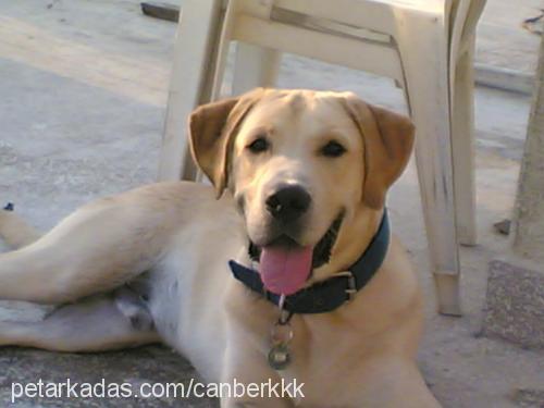 Dost Erkek Labrador Retriever