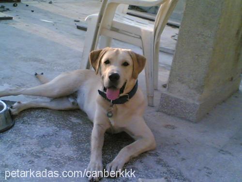 Dost Erkek Labrador Retriever