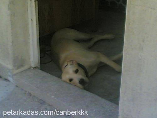 Dost Erkek Labrador Retriever