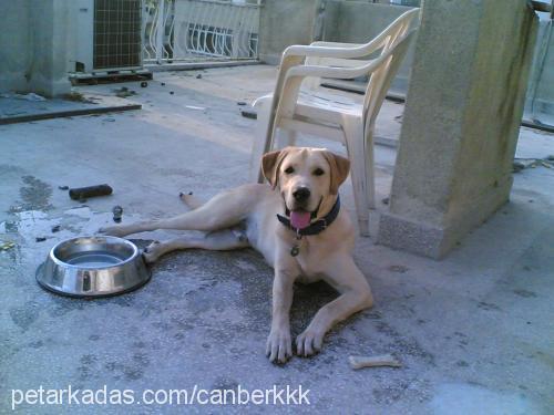 Dost Erkek Labrador Retriever