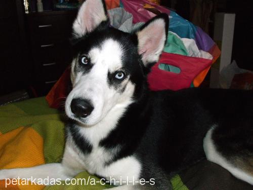 achilles Erkek Sibirya Kurdu (Husky)