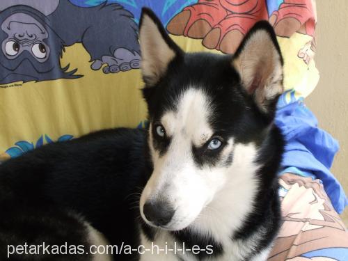 achilles Erkek Sibirya Kurdu (Husky)