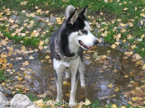 achilles Erkek Sibirya Kurdu (Husky)