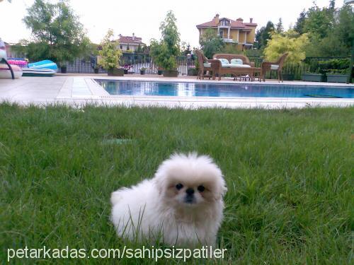 Şeker Dişi Pekingese