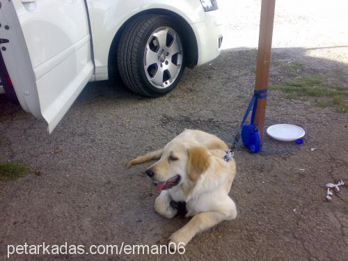 bal Erkek Golden Retriever