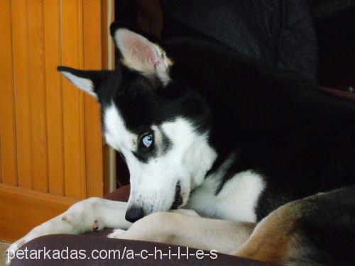 achilles Erkek Sibirya Kurdu (Husky)