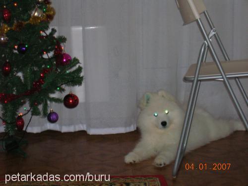 sciff Erkek Samoyed